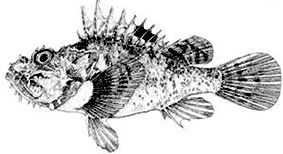 Scorpaena scrofa_claves.jpg